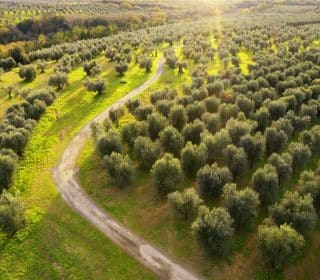 Olivenöl von der eigenen Olivenplantage Mallorca