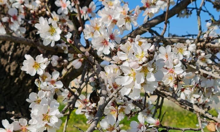 Die Mandelblüte auf Mallorca tolle Touren und Orte