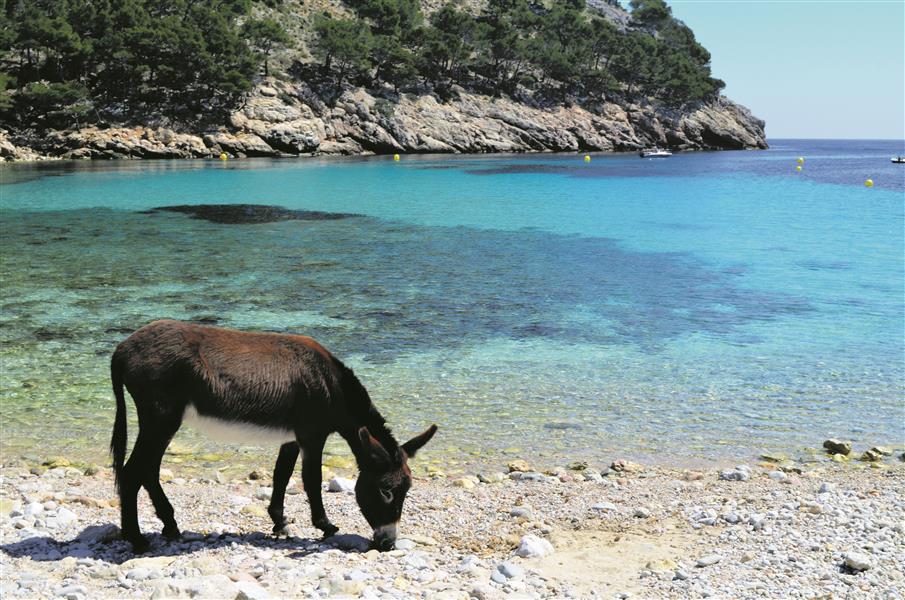 Mit dem Esel auf Mallorca wandern