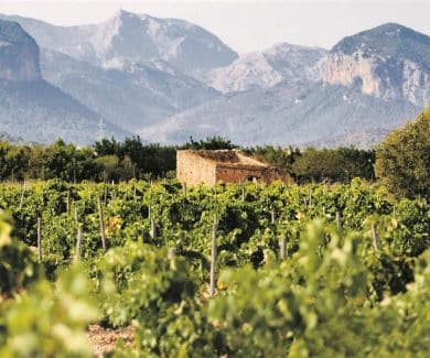 Mallorca Weine heisst Tradition, Vielfalt und Qualität