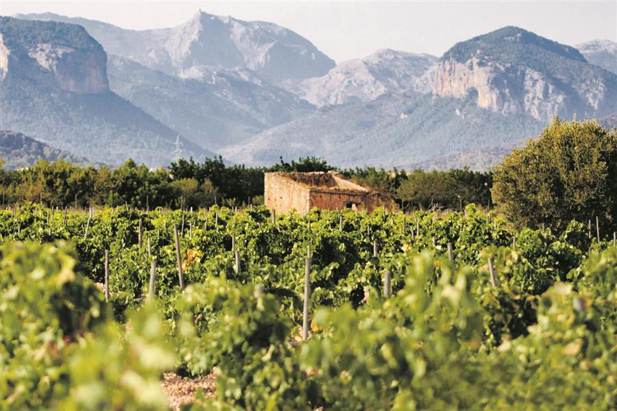 Mallorca Weine heisst Tradition, Vielfalt und Qualität