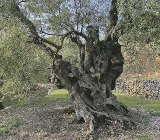 Olivenbaum Mallorca - Olivenöl
