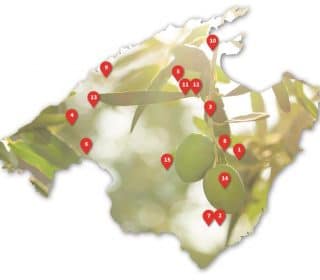 Karte Mallorcas Olivenöl Produzenten