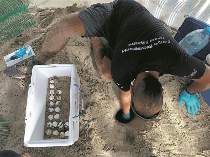 Schildkröten wählen erstmals Mallorca für die Eiablage