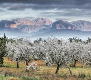 Mandelblüte Mallorca