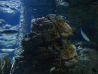 Aquarium Colonia Sant Jordi Informationszentrum Cabrera
